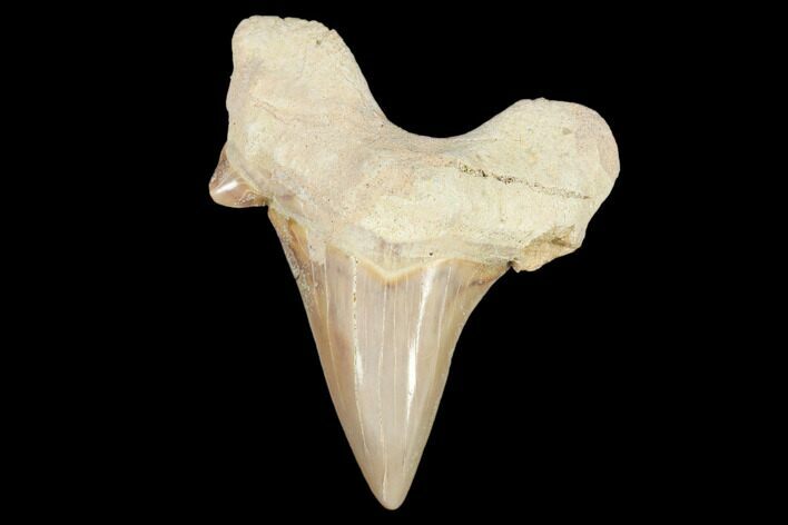 Fossil Shark Tooth (Otodus) - Morocco #103174